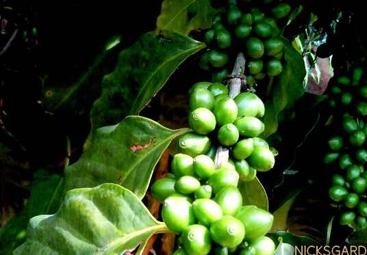 Coffee Plants