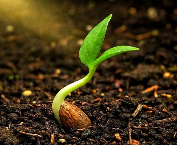 Seed Stories: A Deep Dive into the World of Heirloom, Open-Pollinated, F1 Hybrid, and GMO Seeds for Your Garden
