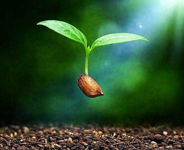 Seed Stories: A Deep Dive into the World of Heirloom, Open-Pollinated, F1 Hybrid, and GMO Seeds for Your Garden