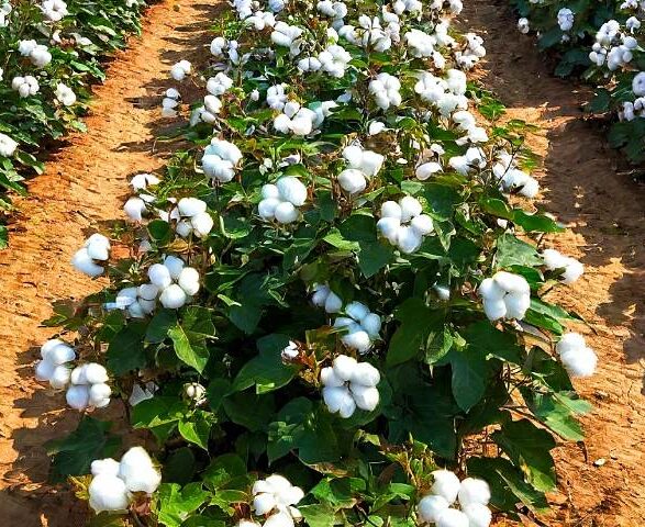 Seed Stories: A Deep Dive into the World of Heirloom, Open-Pollinated, F1 Hybrid, and GMO Seeds for Your Garden
