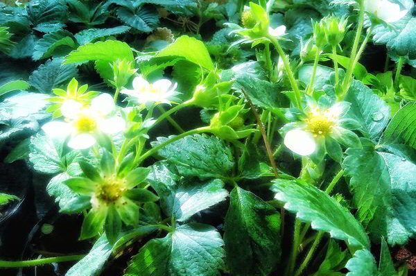 Plant Care in the Rainy Season: Tips and Tricks for a Blooming Garden