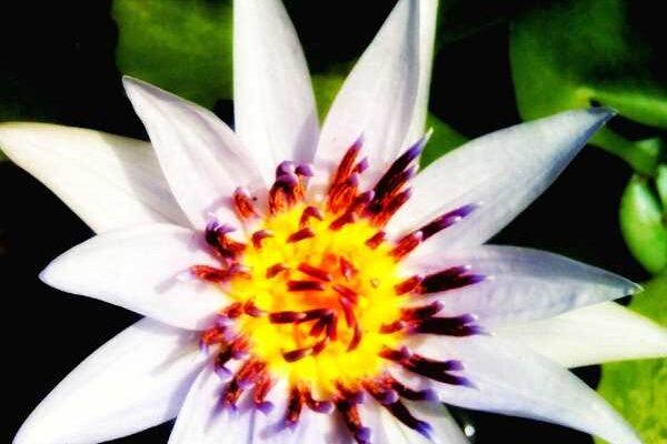 water lily