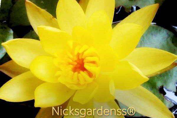 water lily