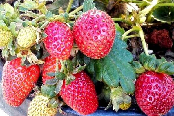Strawberry Plants (Fragaria ananassa)