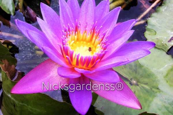 water lily