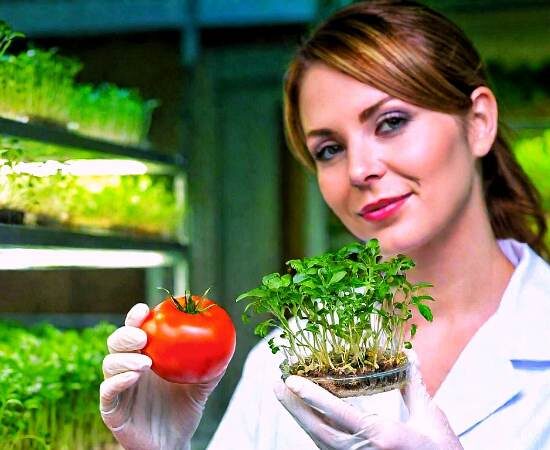 Seed Stories: A Deep Dive into the World of Heirloom, Open-Pollinated, F1 Hybrid, and GMO Seeds for Your Garden