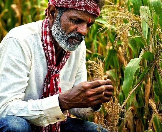 Seed Stories: A Deep Dive into the World of Heirloom, Open-Pollinated, F1 Hybrid, and GMO Seeds for Your Garden