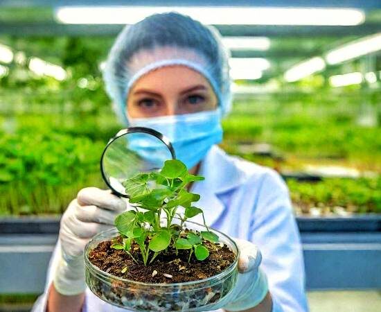 Seed Stories: A Deep Dive into the World of Heirloom, Open-Pollinated, F1 Hybrid, and GMO Seeds for Your Garden