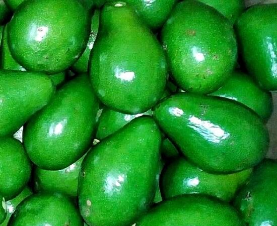 01 avocado different types