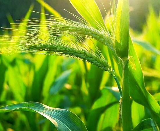 Seed Stories: A Deep Dive into the World of Heirloom, Open-Pollinated, F1 Hybrid, and GMO Seeds for Your Garden