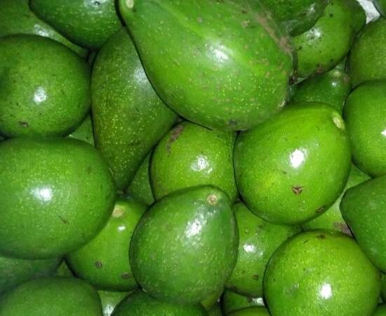 02 avocado different ypes