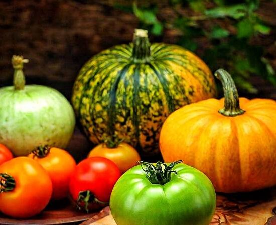 Seed Stories: A Deep Dive into the World of Heirloom, Open-Pollinated, F1 Hybrid, and GMO Seeds for Your Garden