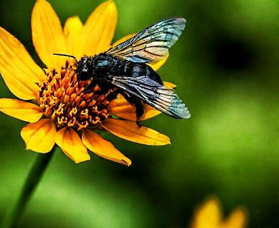 Seed Stories: A Deep Dive into the World of Heirloom, Open-Pollinated, F1 Hybrid, and GMO Seeds for Your Garden