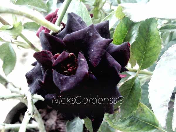 NG_000015_BR_01 BLACK ROSE
