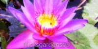 Water Lily