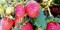 Strawberry (Fragaria ananassa)