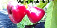 Water Apple Plant