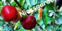 CHERRY TREE