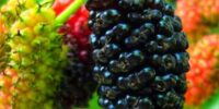 Mulberry Plant
