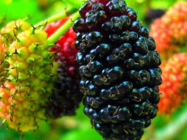 Read more about the article Mulberry Plant