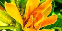Golden Champa Plant