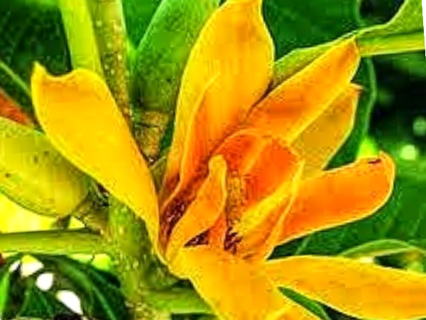 Golden Champa Plant
