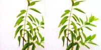White Sandalwood Plant