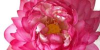Big Lotus Seeds, Mixed Color, Including All Essential Material To Grow Them