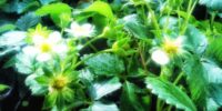 Plant Care in the Rainy Season: Tips and Tricks for a Blooming Garden