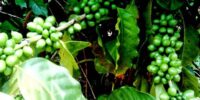 Coffee Plants