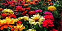 Gardening Landscaping consultation Service