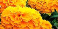 Ultimate Guide to Planting and Caring for Marigold Plants