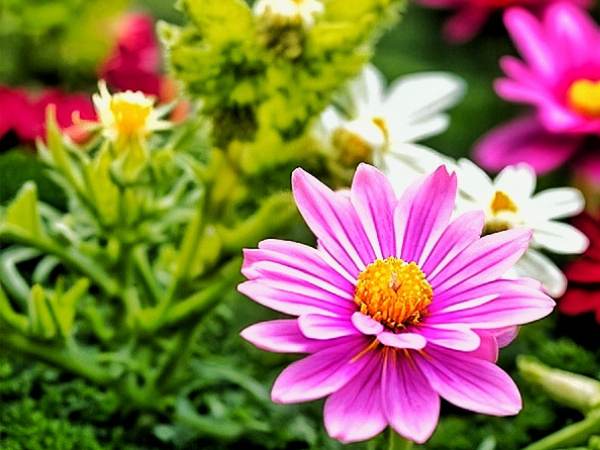 What Are Therapeutic Gardens and How Can They Heal?