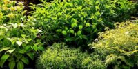 Nurturing Nature: The NicksGardens® Guide to Regenerative Gardening