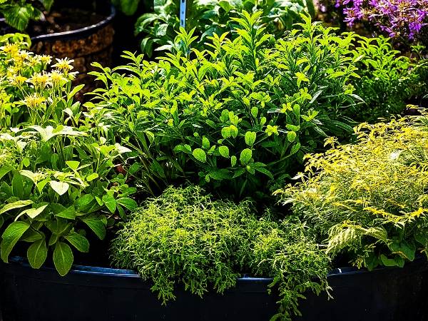 Nurturing Nature: The NicksGardens® Guide to Regenerative Gardening