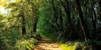 Ecological Restoration-Safeguarding Genetic Integrity (The Act of Rewilding)