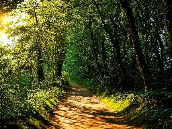 Ecological Restoration-Safeguarding Genetic Integrity (The Act of Rewilding)