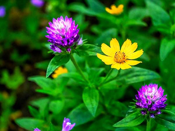 What Are Therapeutic Gardens and How Can They Heal?