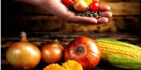 Seed Stories: A Deep Dive into the World of Heirloom, Open-Pollinated, F1 Hybrid, and GMO Seeds for Your Garden
