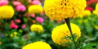 Join the Gardening Fun!