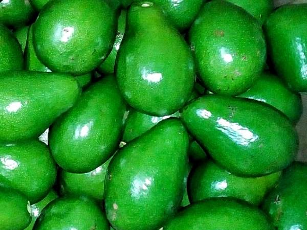 The Secrets of Avocado Cultivation in India