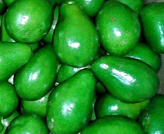 01 avocado different types
