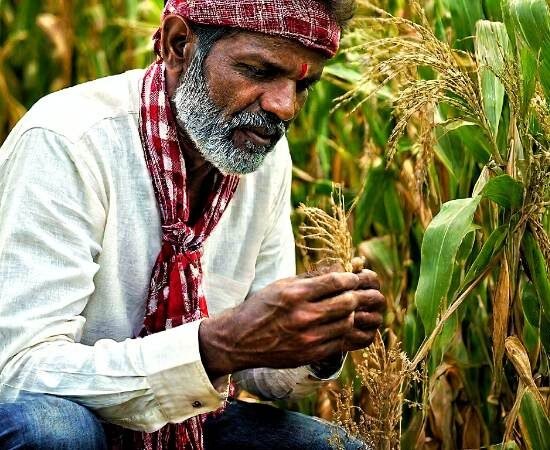 Seed Stories: A Deep Dive into the World of Heirloom, Open-Pollinated, F1 Hybrid, and GMO Seeds for Your Garden