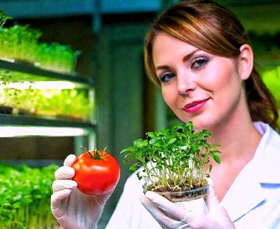 Seed Stories: A Deep Dive into the World of Heirloom, Open-Pollinated, F1 Hybrid, and GMO Seeds for Your Garden