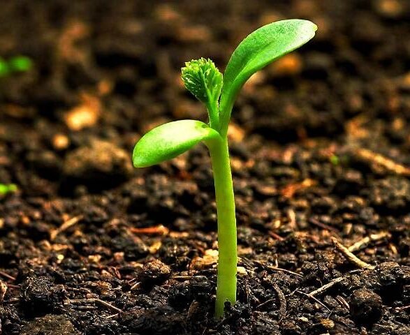Seed Stories: A Deep Dive into the World of Heirloom, Open-Pollinated, F1 Hybrid, and GMO Seeds for Your Garden