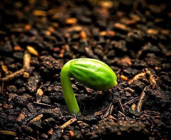 63 op f1 ge Seed Stories: A Deep Dive into the World of Heirloom, Open-Pollinated, F1 Hybrid, and GMO Seeds for Your Garden