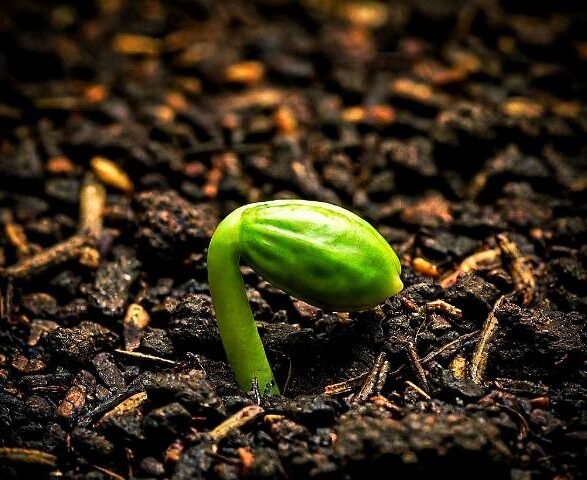 Seed Stories: A Deep Dive into the World of Heirloom, Open-Pollinated, F1 Hybrid, and GMO Seeds for Your Garden