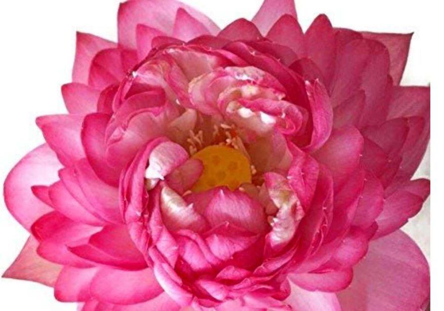 Big Lotus Seeds, Mixed Color, Including All Essential Material To Grow Them_NG-M1 Big-Lotus-Seeds-Mixed-Color-Including-All-Essential-Material-To-Grow-Them_NG-M1.jpeg