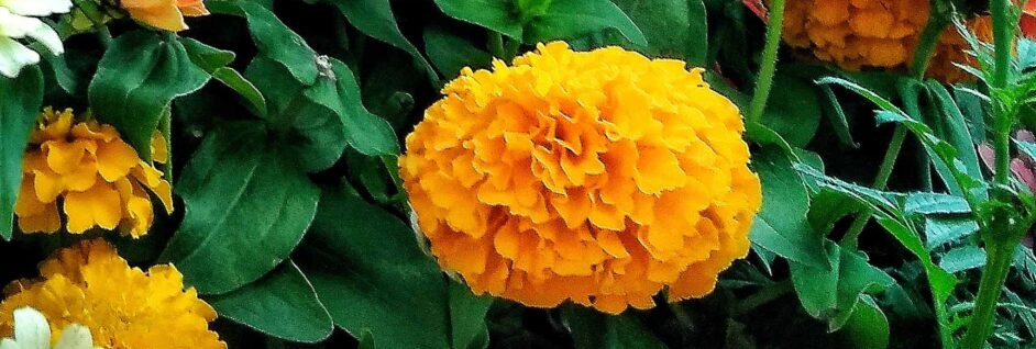 marigold 1(01)