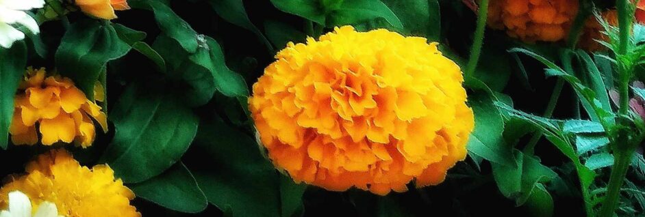 marigold 1(02)